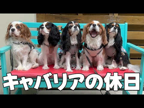 さるっち様❤キャバリアキングチャールズスパニエル♡メモリアル オブジェ♡ Spending a relaxing day at a cafe with a Cavalier King Charles