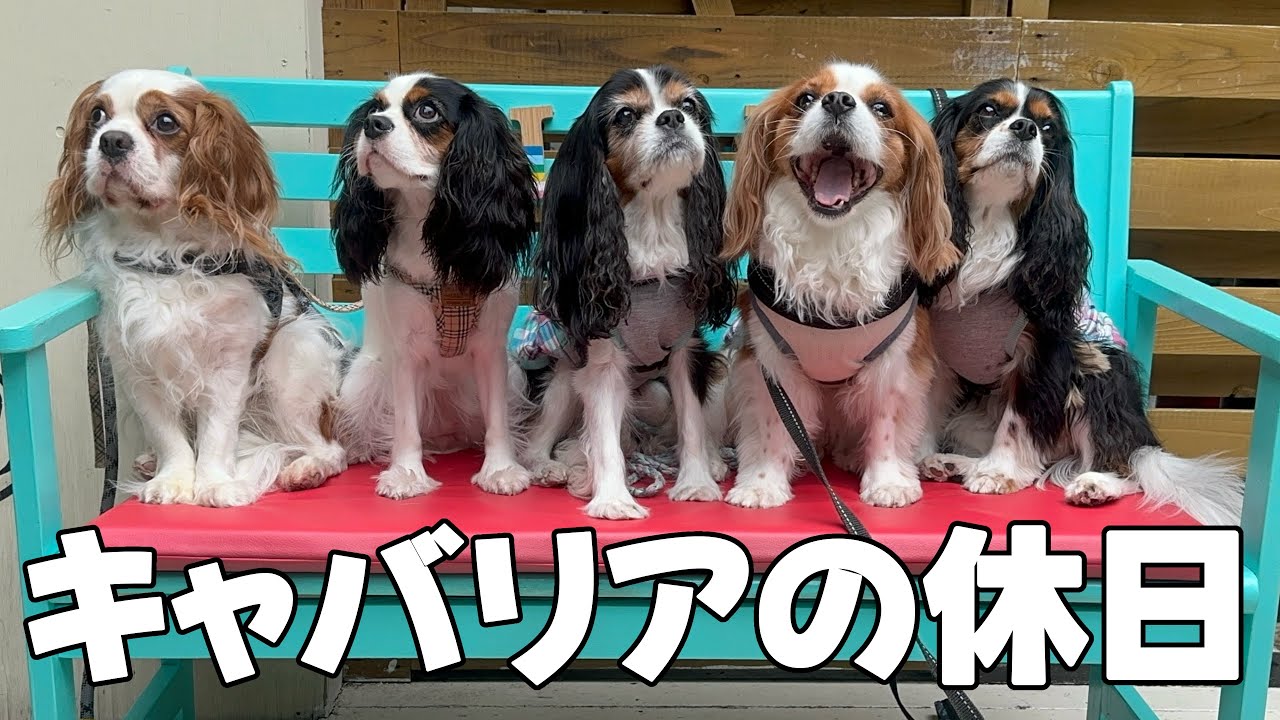 キャバリアが看板犬のカフェでくつろぐ休日が癒されて幸せすぎた