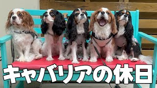 Spending a relaxing day at a cafe with a Cavalier King Charles