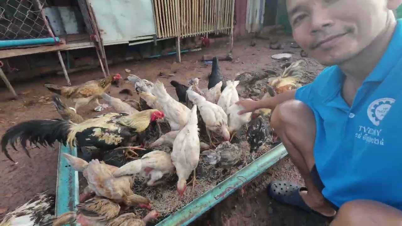 Top 5 How to mix  Best Food for my chickens in my Farm!