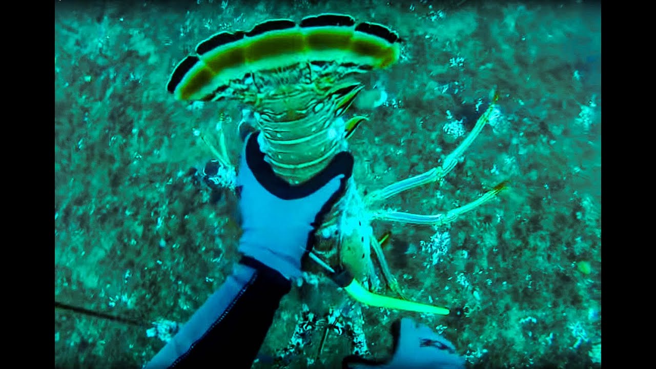Scuba Diving Off Daytona For Lobsters You