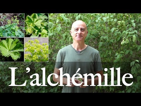 Vidéo: L'alchémille : cultiver et entretenir l'alchémille