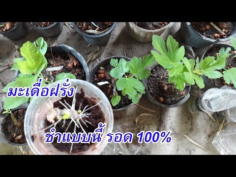 เผยเทคนิคชำกิ่งมะเดื่อฝรั่งพันธุ์เทพให้รอด 100% ปลูกก่อนรวยก่อน