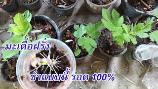 เผยเทคนิคชำกิ่งมะเดื่อฝรั่งพันธุ์เทพให้รอด 100% ปลูกก่อนรวยก่อน