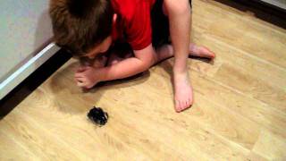 Hexbug Crab