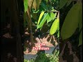 #extreme #durian #oche duri hitam