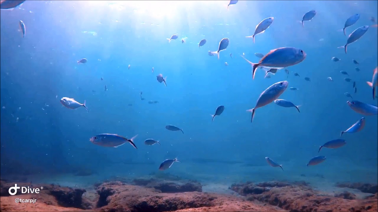 Incredible Visibility Underwater at Lauderdale By The Sea YouTube
