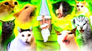 Green Wizard Gnome Song  Meme Cats