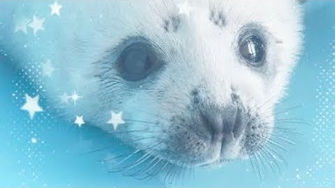 Introduction!!! 🦈🌀🦭 #intro #introduction #newcontentcreator #contentcreator #content #introvideo