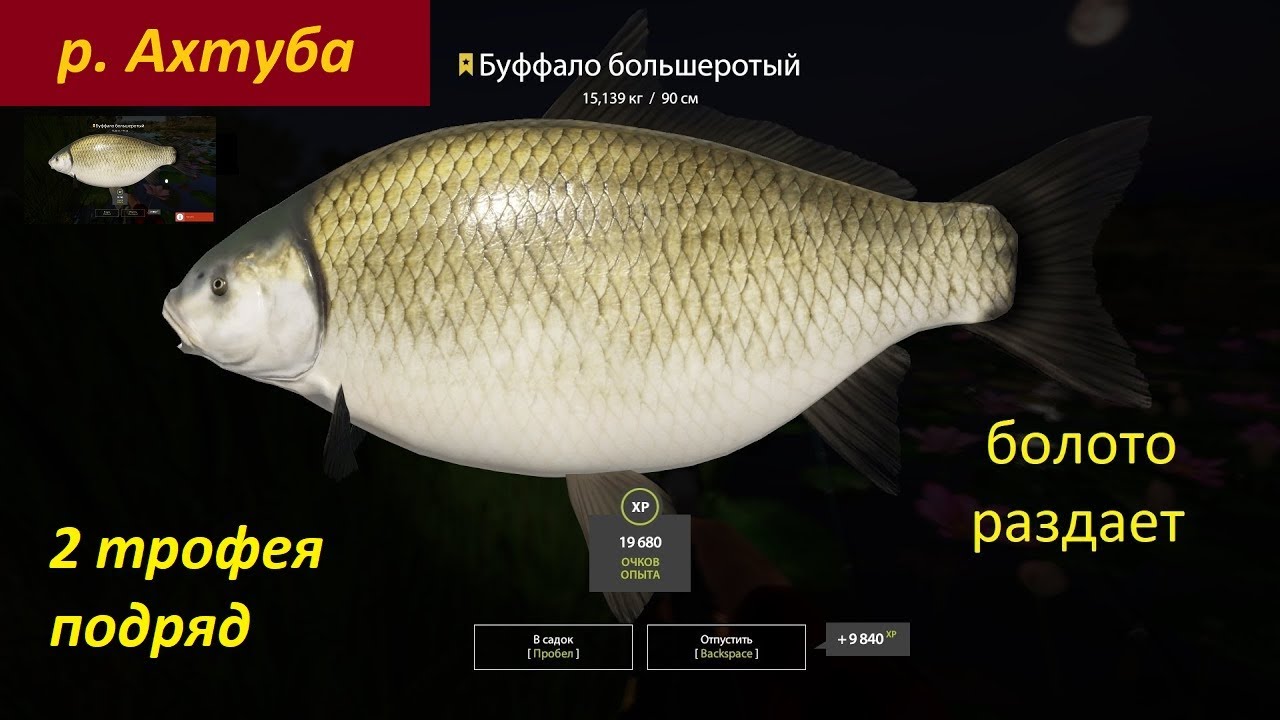 трофейная рыбалка игра. реальная рыбалка буффало большеротый. буффало большеротый рр4 трофей. буффало рыба астрахань. реальная рыбалка.