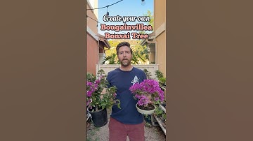 Make your own bougainvillea bonsai #bonsai #bonsaitree #bonsaigarden #howtobonsai #gardening #garden