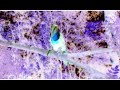 In The Night Garden Birds Compilation In G Major In The Night Garden Birds Compilation In G Major