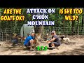 Did she attack the animals   dog goat work couple builds tiny house homesteading offgrid 