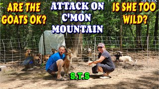 DID SHE ATTACK THE ANIMALS?  | dog, goat, work, couple builds, tiny house, homesteading, off-grid |