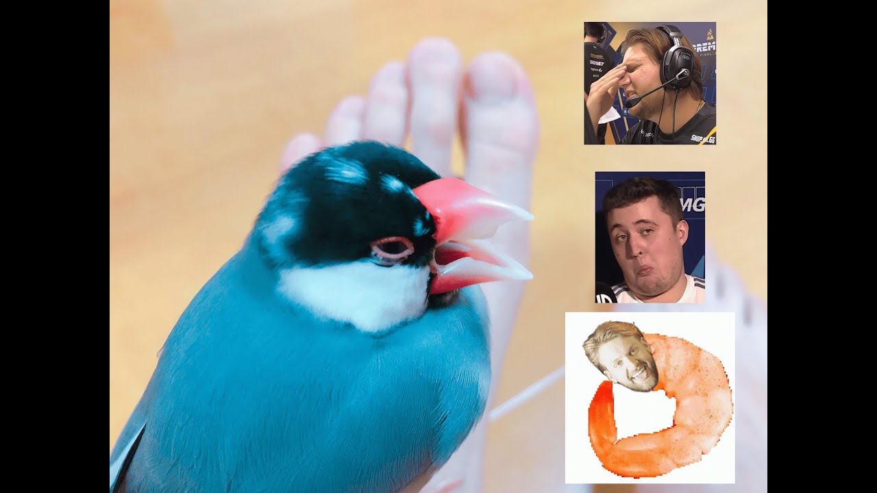 森看哭載看淚老尼看了抱蝦拳