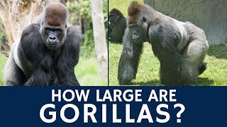 how big are gorillas and are silverbacks the largest primates?