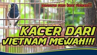 KACER VIETNAM CARI LAWAN.KACER GACOR FULL.ISIAN.CHOE THAN
