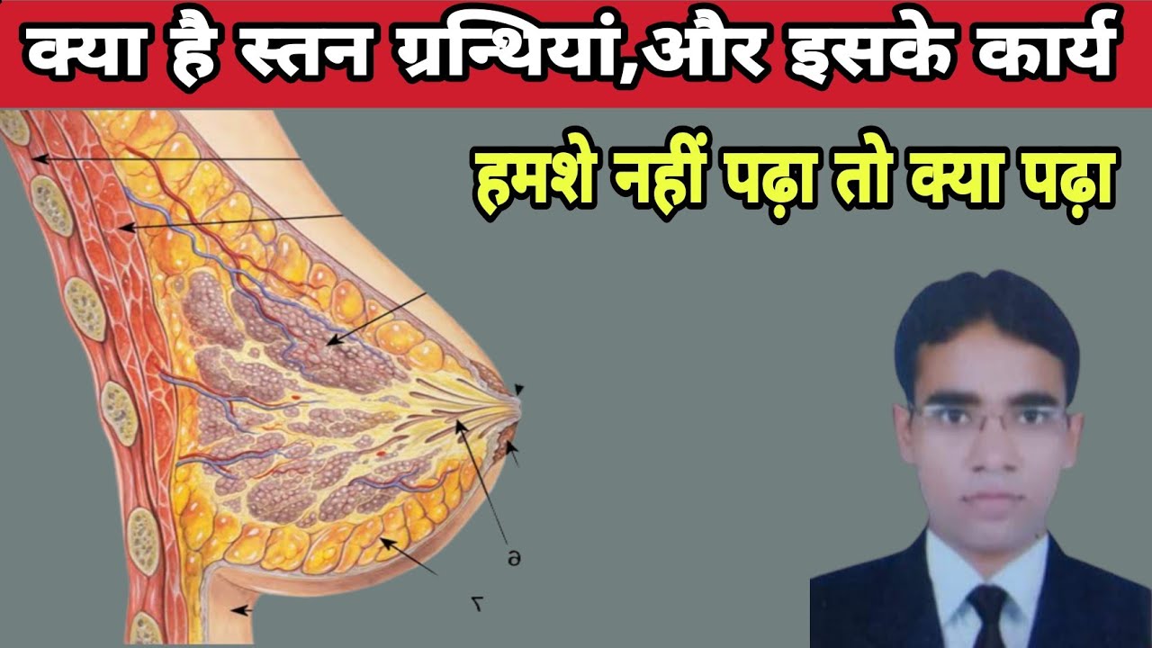स्तन ग्रन्थियां || भाग_17 || क्या कार्य है || दुग्ध का स्त्रावण कैसे