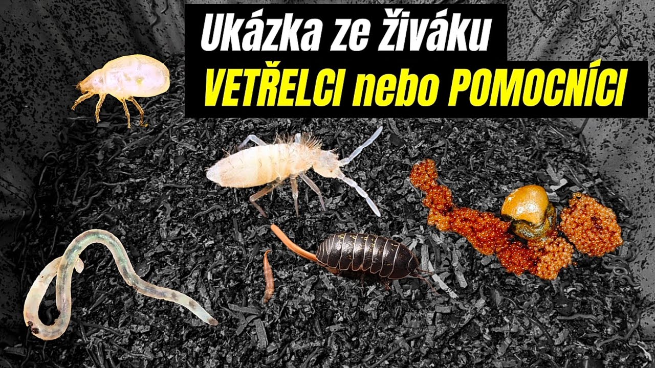 |WORMÁK| Vermikompostér plný vetřelců. Co s nimi?