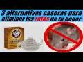 3 alternativas caseras para eliminar las ratas de tu hogar