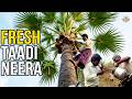 Ancient Secret |Toddy Palm Neera Benefits | Fresh Thati Kallu Collection in Village Life!