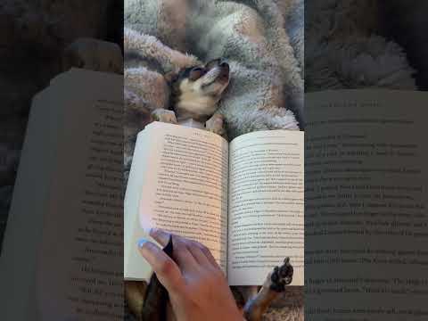 Hilarious Pet Parent Uses their Dog as a Book Holder!