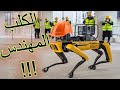 Boston Dynamics |  روبوت كلب يعمل مهندس ( بوستون داينمكس  )