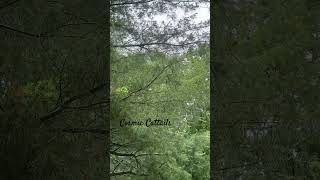 The Crystal Pines🌲 Help Unwind A Tangled Mind 💎 #cosmiccatt #pineal #pine #dew #rain
