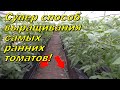 Ранние помидоры через месяц после высадки- реально круто!!!