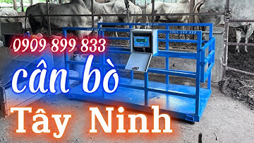 Cân điện tử CÂN BÒ Tây Ninh - 0909899833 - cân bò vỗ béo - cân bán bò - CÂN ĐIỆN TỬ CÂN BÒ TỐT NHẤT