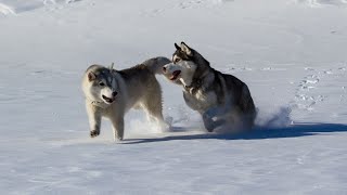 Artistic Inspirations from Siberian Huskies by USA Pup Patrol 2 views 3 weeks ago 4 minutes, 37 seconds