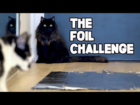 The Foil Challenge