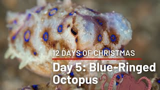 12 Days of Christmas Countdown! Day 5: Blue-Ringed Octopus | Creation is Cool