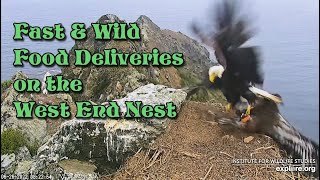 Fast &amp; Wild Food Deliveries on the West End Nest ~ 6/26/22 ~ Explore.org
