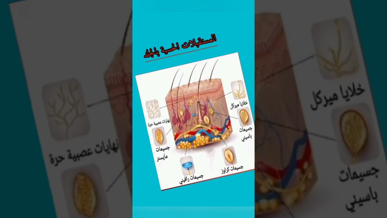 ملخص المستقبلات الحسية بالجلد رابعة متوسط