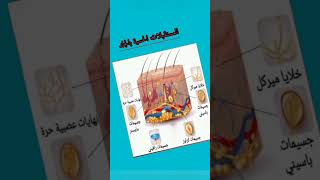 ملخص المستقبلات الحسية بالجلد رابعة متوسط