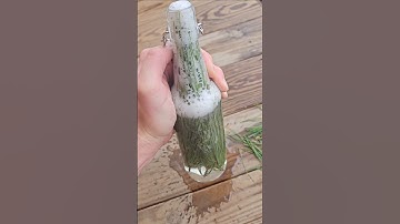 Update on the pine pop