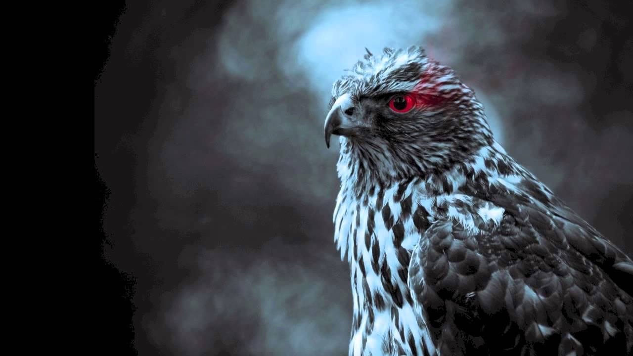 Damn kids - Kavoda (VIP!)