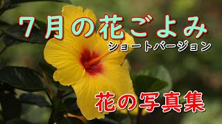 「花の写真集」7月の花ごよみ（ショートバージョン）、通常版、夏の花ごよみ、