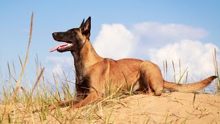The Belgian Malinois💥Unveiling Their Alluring Charms💚 by Pets Avenues 243 views 11 months ago 2 minutes, 48 seconds