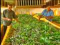 Record Rural - Produtores de Itaquiraí explicam como é o cultivo do bicho da seda