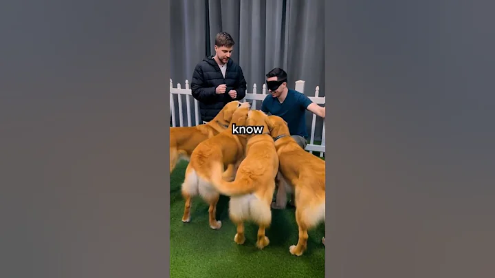 Find Your Dog, Win $10,000