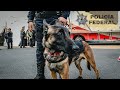 Así entrenan PERROS POLICÍAS en México | Yulay