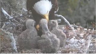 West End Eagles ~ Thunder Brings In Cormorant &amp; Takes Over Feeding From Chet! 🐦 Huge Crops!  3.29.24