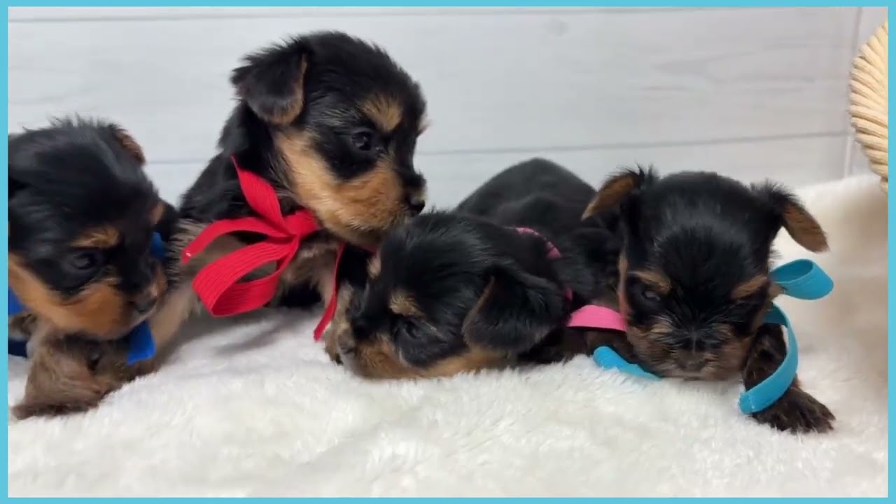 741448 ヨークシャーテリア - YouTube