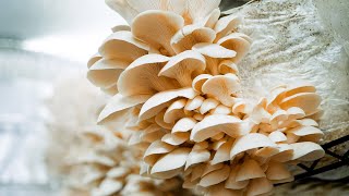 Elm Oyster Mushroom Harvest | Southwest Mushrooms