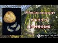 Flying Seeds of Alsomitra macrocarpa【日本初!】ハネフクベ(アルソミトラ)の結実と種子の滑空