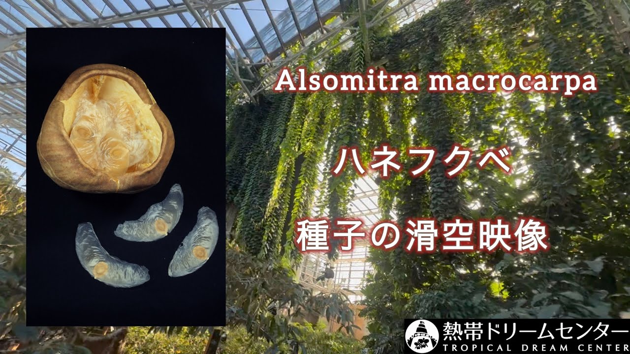 Flying Seeds of Alsomitra macrocarpa【日本初！】ハネフクベ