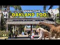 Exploring oakland zoo animals tour
