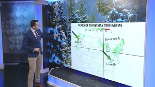 Where do Christmas Trees come from, and how does the weather affect them?